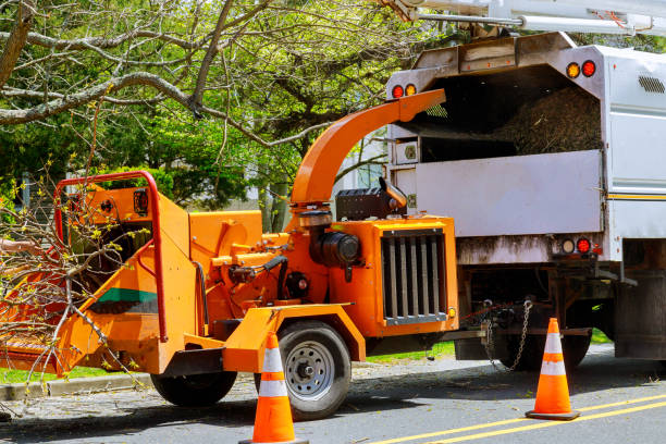 Best Emergency Tree Removal  in San Miguel, CA