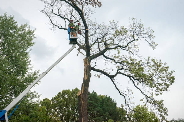 Professional  Tree Services in San Miguel, CA