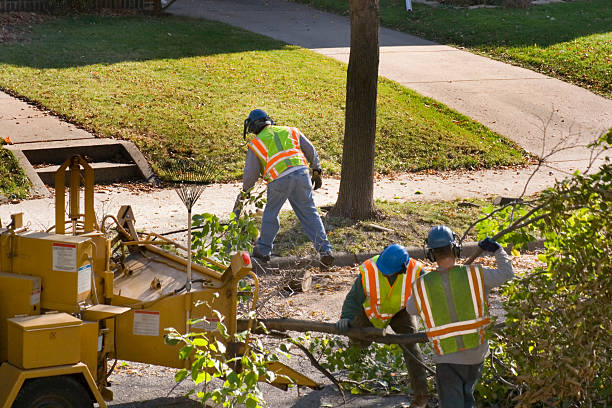 Best Stump Grinding and Removal  in San Miguel, CA