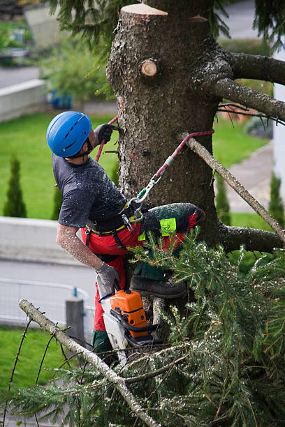  San Miguel, CA Tree Services Pros