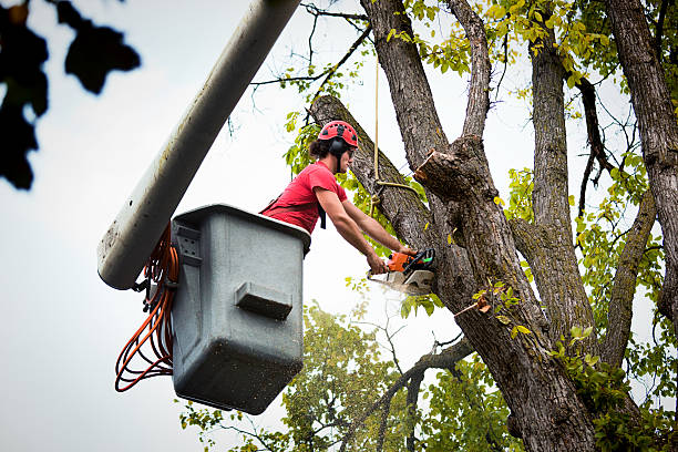 Best Leaf Removal  in San Miguel, CA