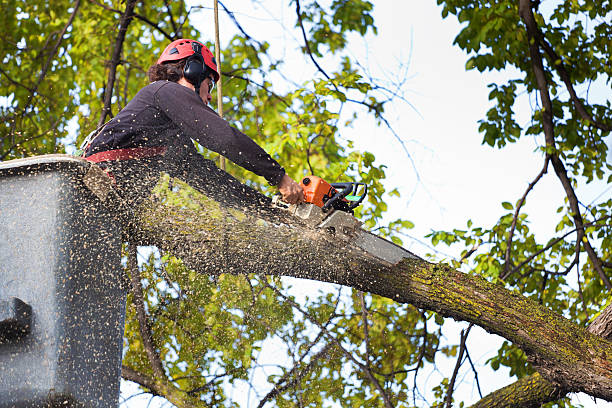 Best Fruit Tree Pruning  in San Miguel, CA